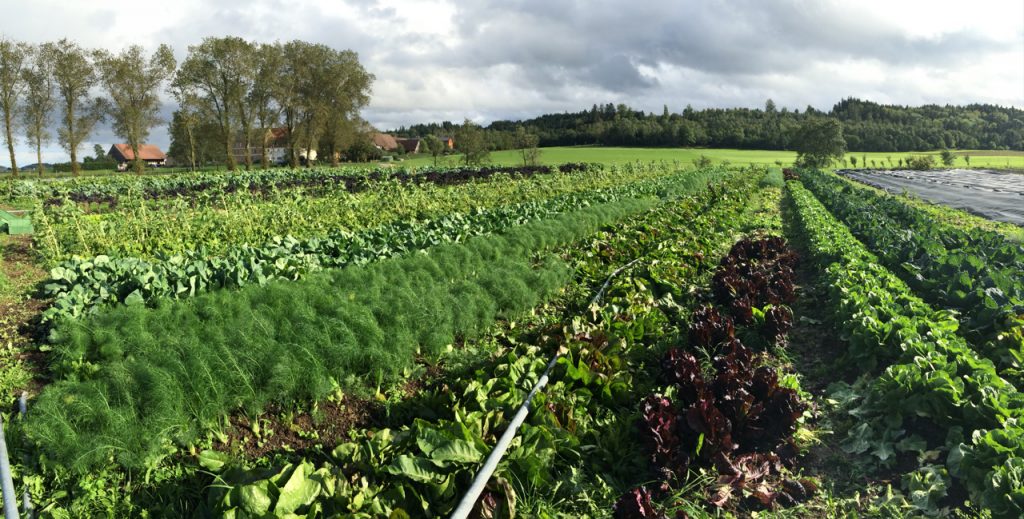 Market Garden Schloss Tempelhof