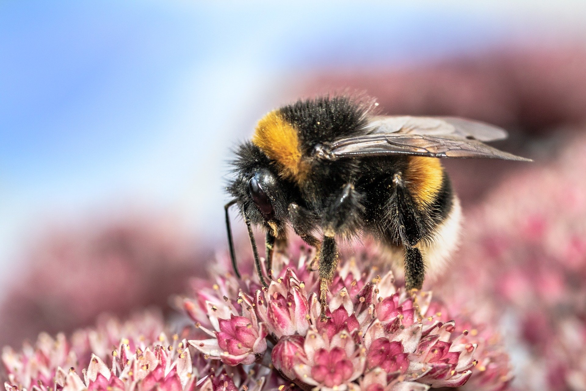 Artikel: Hummeln beschädigen Pflanzenblätter und beschleunigen die Blütenproduktion bei Pollenknappheit