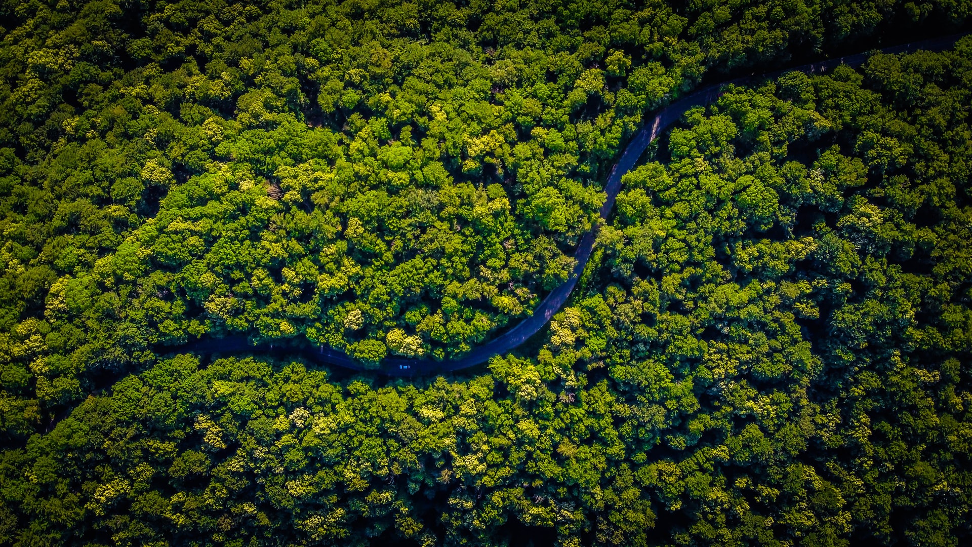 Überall auf der Welt wachsen die Bäume schneller, sterben jünger ab – und werden bald weniger Kohlenstoff speichern